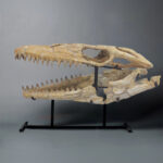 Mosasaur skull for sale