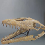 mosasaurus skull fossil for sale