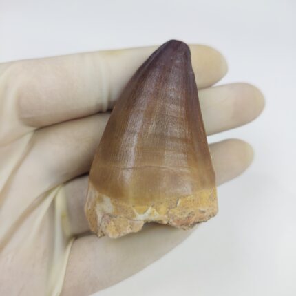 Mosasaur tooth for sale Fossilpaleo